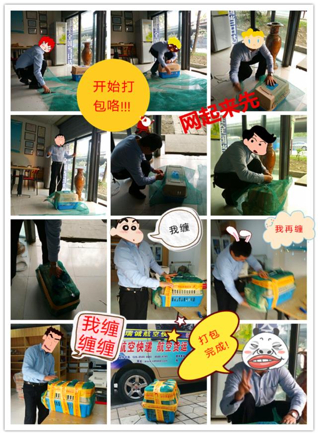 成都寵物班車(chē)托運(yùn)