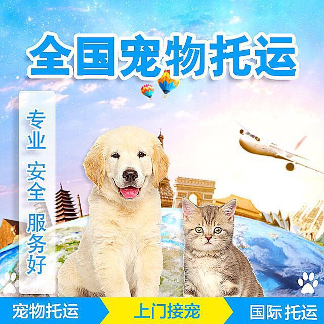 成都寵物托運(yùn)哪家好？-成都寵物空運(yùn)公司