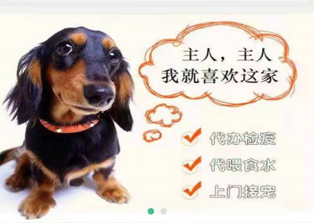 成都笨鳥(niǎo)寵物托運(yùn)協(xié)議