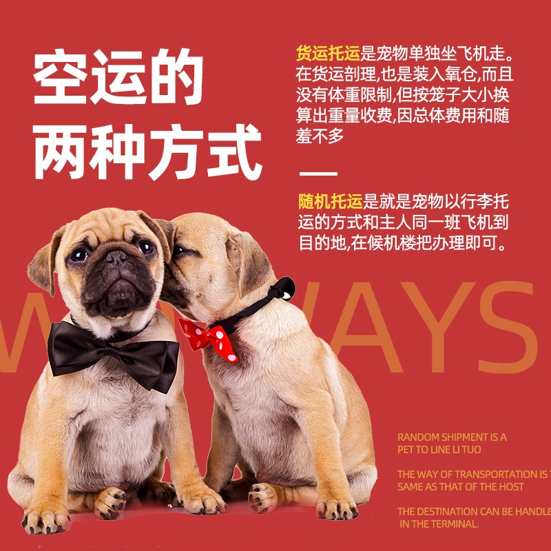 成都寵物托運(yùn)多少錢？-成都寵物托運(yùn)