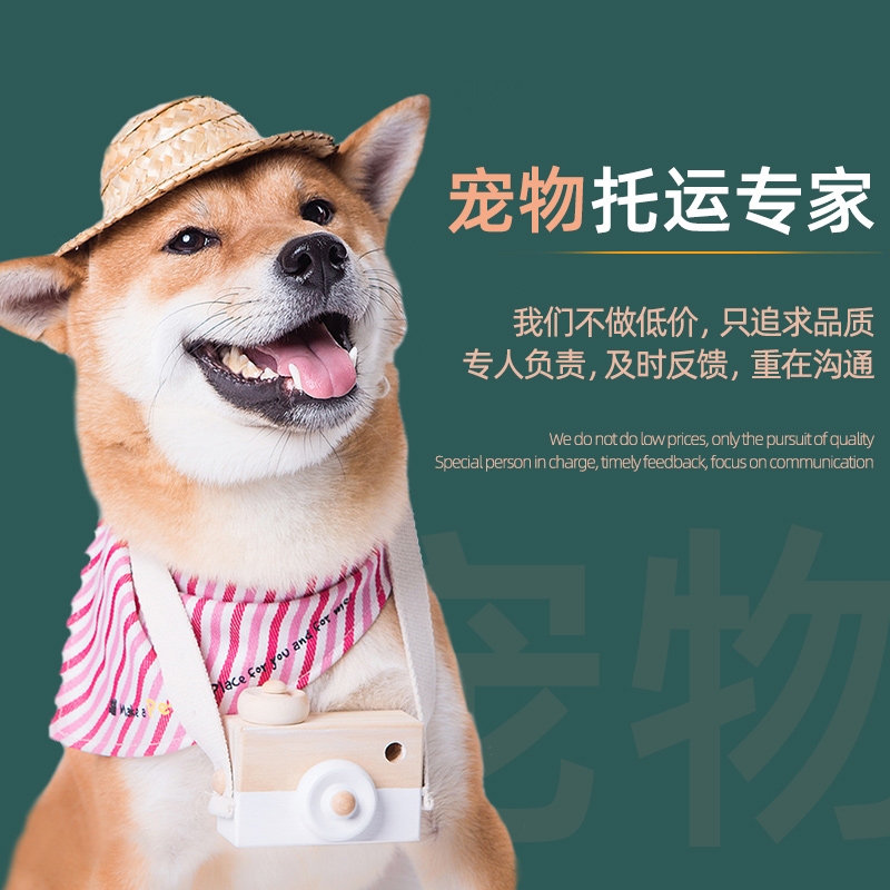 寵物航空貨運(yùn)的儲(chǔ)運(yùn)要求——成都寵物托運(yùn)