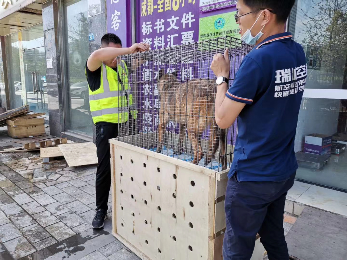 航空怎么進行活體動物運輸呢？——成都寵物空運
