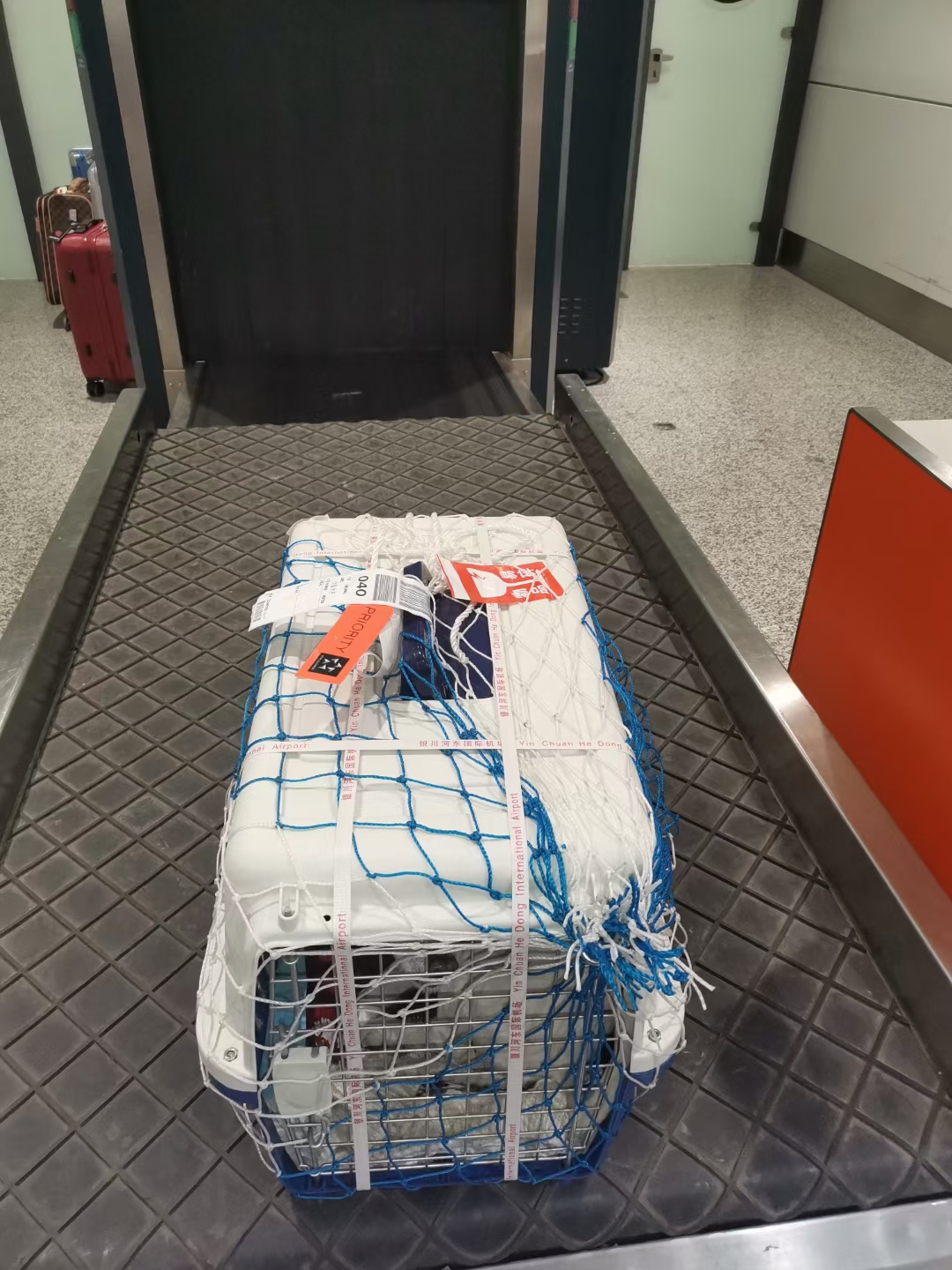 鴿子可以托運嗎？——成都寵物空運
