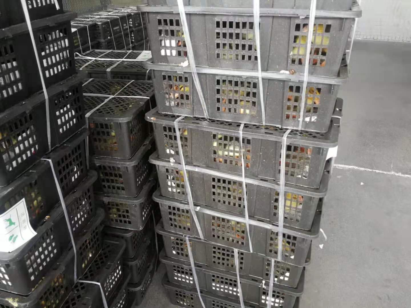 鴨苗可以進行托運嗎？——成都寵物空運