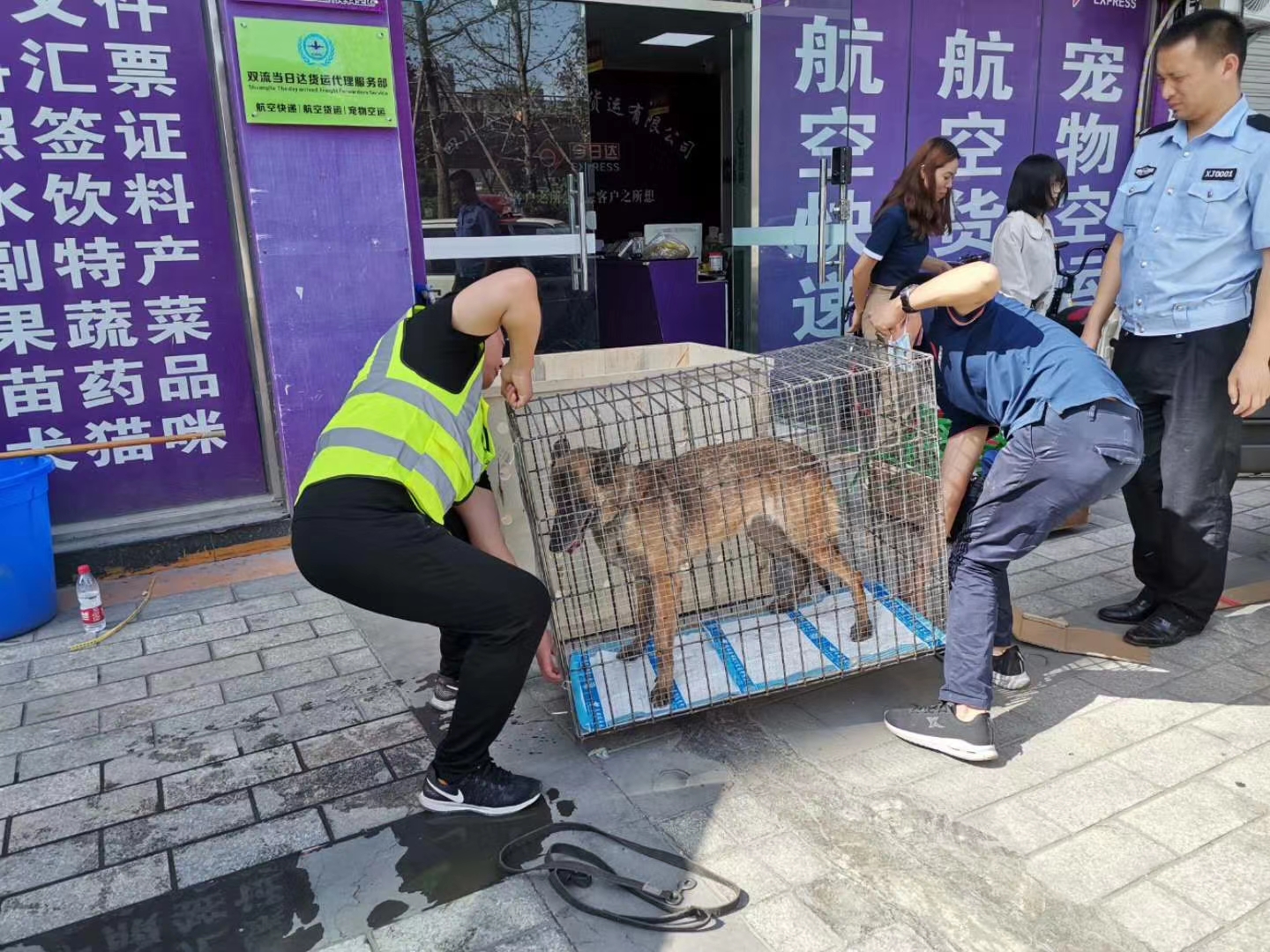 托運前需要給寵物吃的嗎?